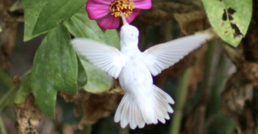 rare white hummingbird, albino hummingbird sipping zinnia flower nectar